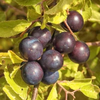 acai_berries.webp